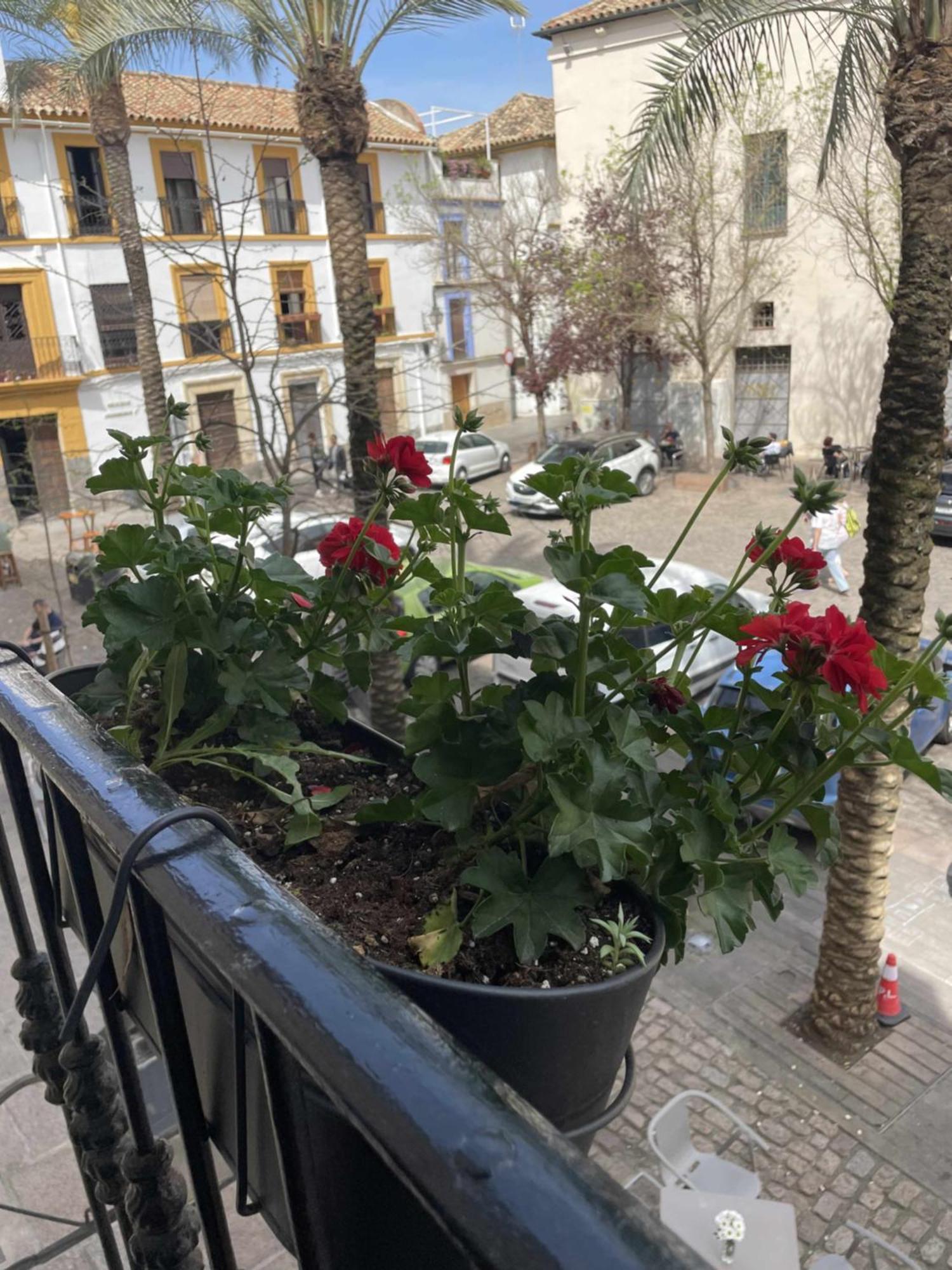 Apartamento Centrico Corredera Córdoba Exteriör bild